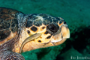 Sea turtle with an "unwanted" guest. shot with 60mm makro... by Rico Besserdich 